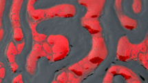 Polimorfo rosso-nero